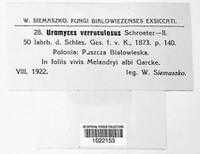 Uromyces verruculosus image